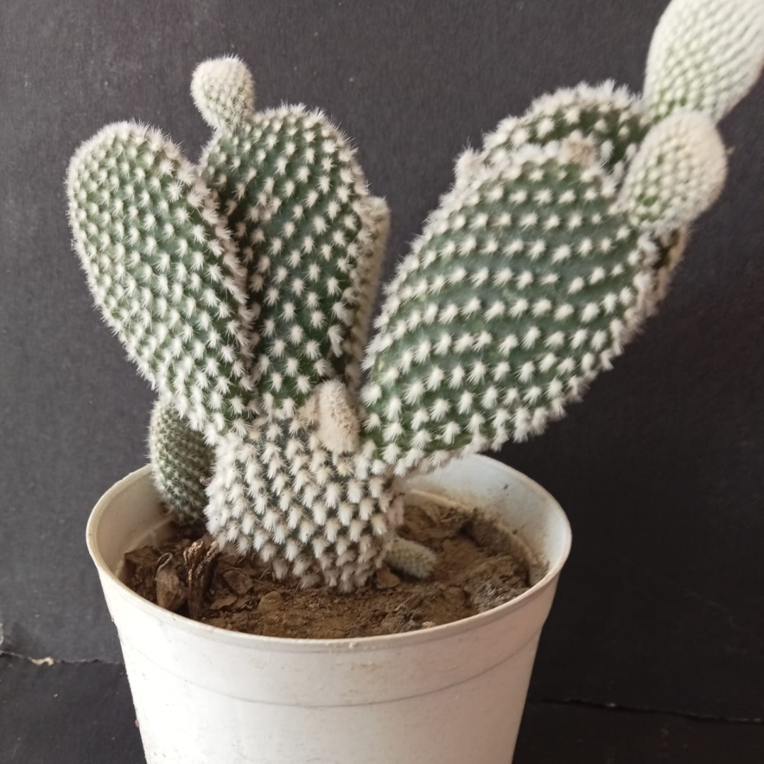 Opuntia microdasys var. albospina ‘White Bunny Ears'