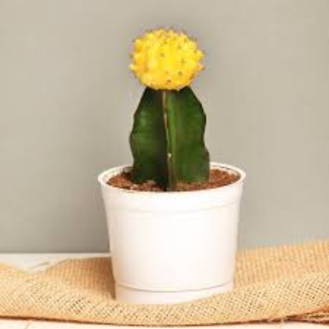 YELLOW MOON CACTUS plant-orbit