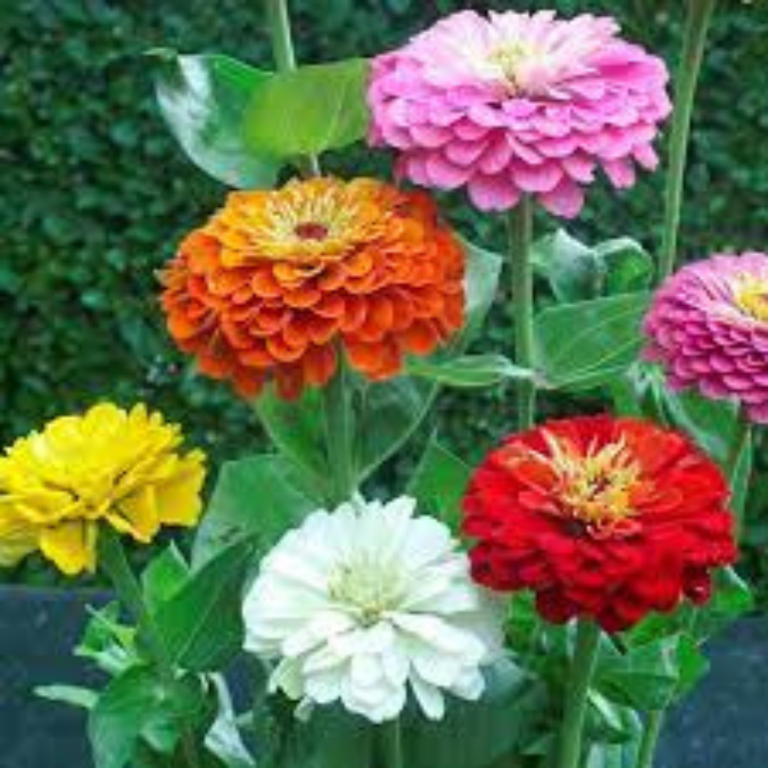 ZINNIA DAHLIA MIX HYBRID SEEDS (20-25 seeds) plant-orbit