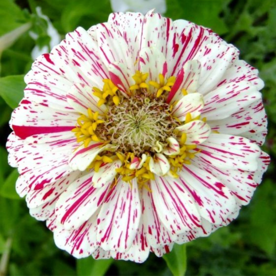 ZINNIA PEPPERMINT MIX HYBRID SEEDS (20-25seeds) plant-orbit