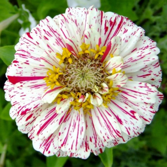 ZINNIA PEPPERMINT MIX HYBRID SEEDS (20-25seeds) plant-orbit