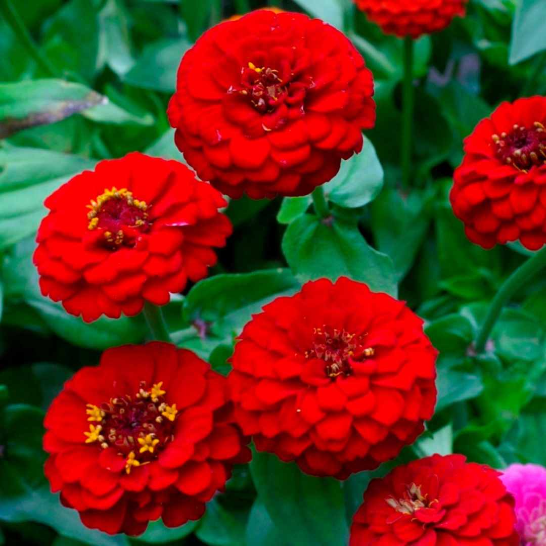 ZINNIA RED OPEN POLLINATED SEEDS (25-30 seeds) plant-orbit