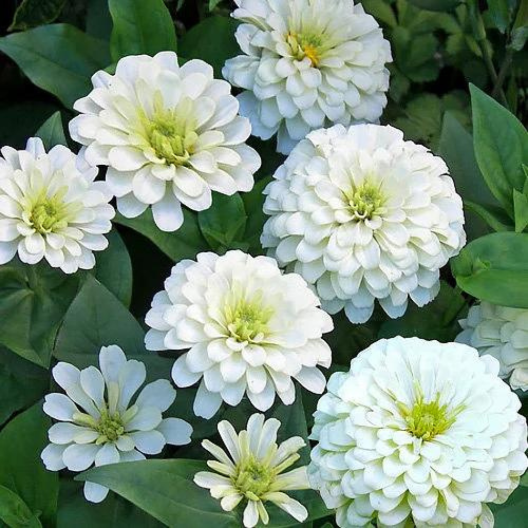 ZINNIA WHITE OPEN POLLINATED SEEDS (25-30 seeds) plant-orbit