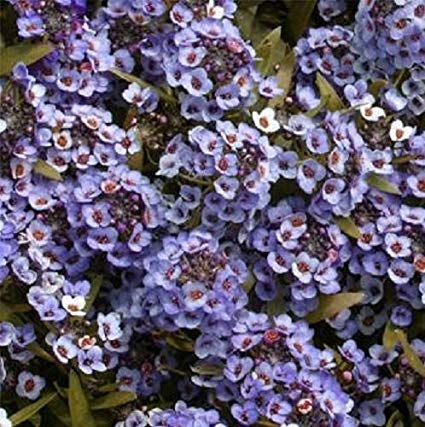 ALYSSUM BLUE OPEN POLLINATED SEEDS (70-80 seeds) plant-orbit