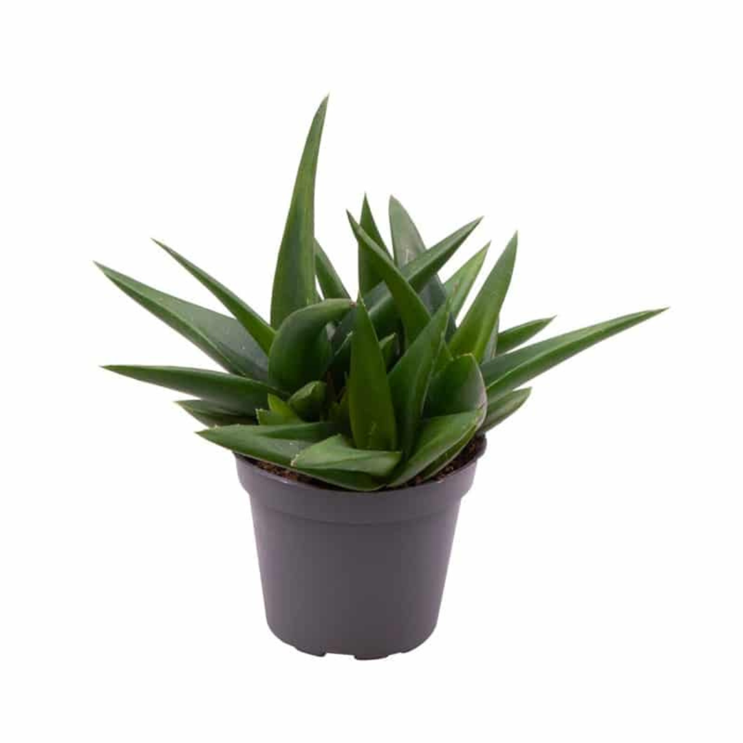 Rare Black Aloe Succulent plant with bold, dark green to black leaves, ideal for modern decor
