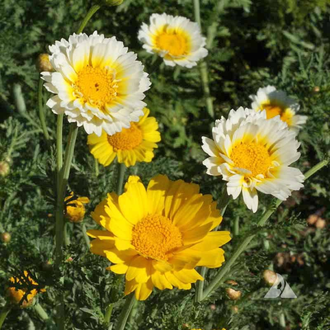 CHYRSANTHEMUM CORONARIUM MIX HYBRID SEEDS (40 seeds) plant-orbit