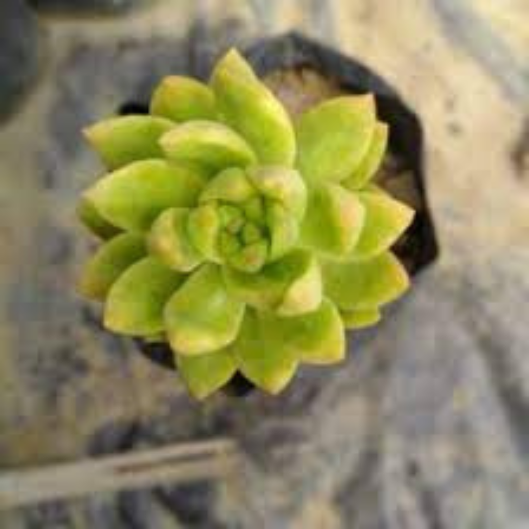 Top view of a healthy Green Pan Sedum succulent plant - perfect for home decor, available at Plant Orbit.