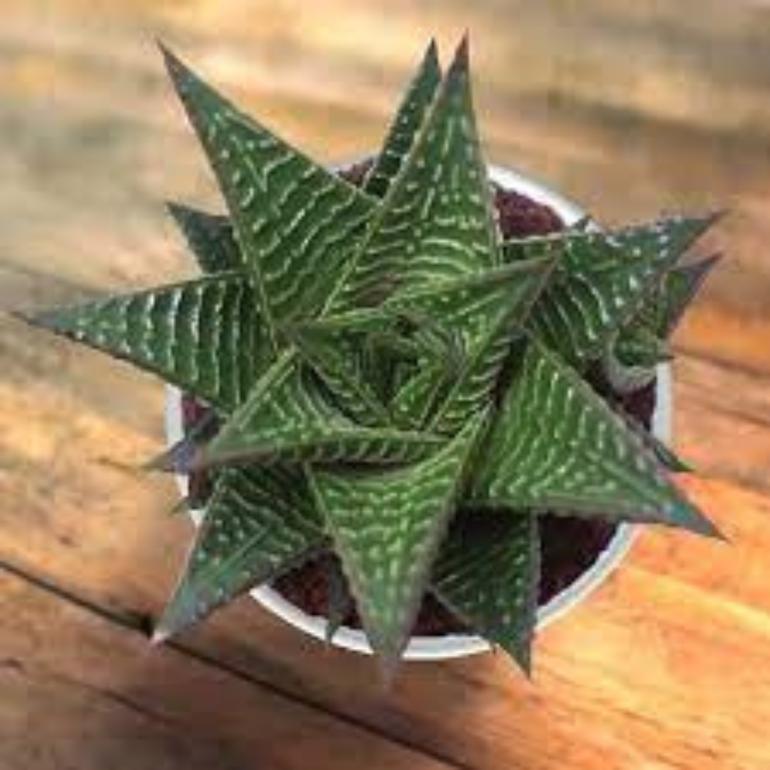 HAWORTHIA LIMIFOLIA plant-orbit