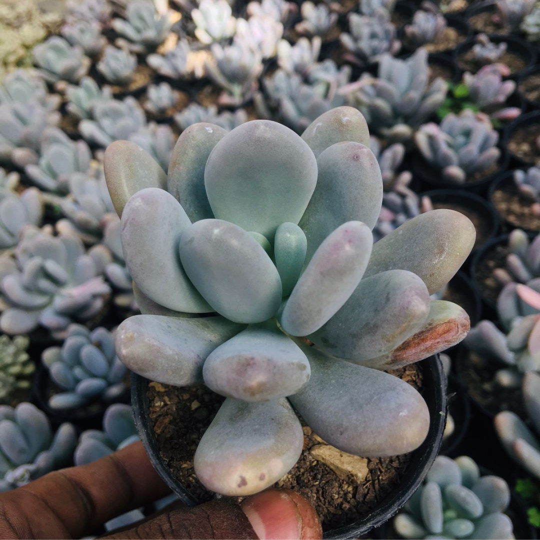Pachyphytum Oviferum Moonstone (Bare Rooted)