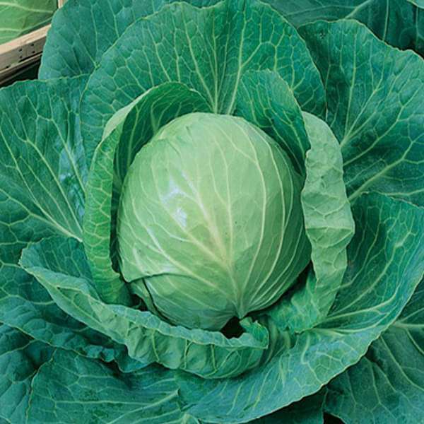 CABBAGE DESI VEGETABLE SEEDS (40 seeds) plant-orbit