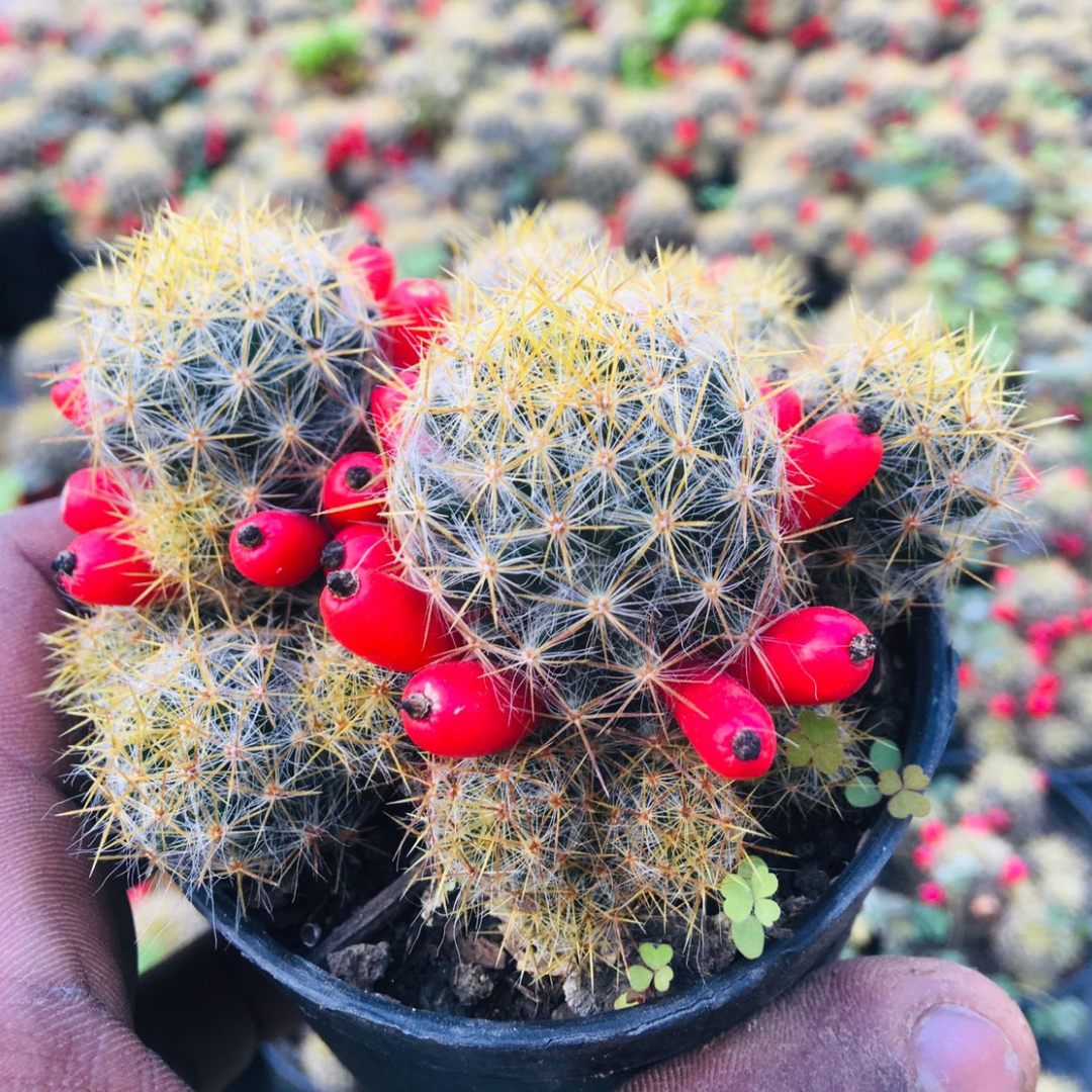 Mammillaria Prolifera (Bare Rooted)