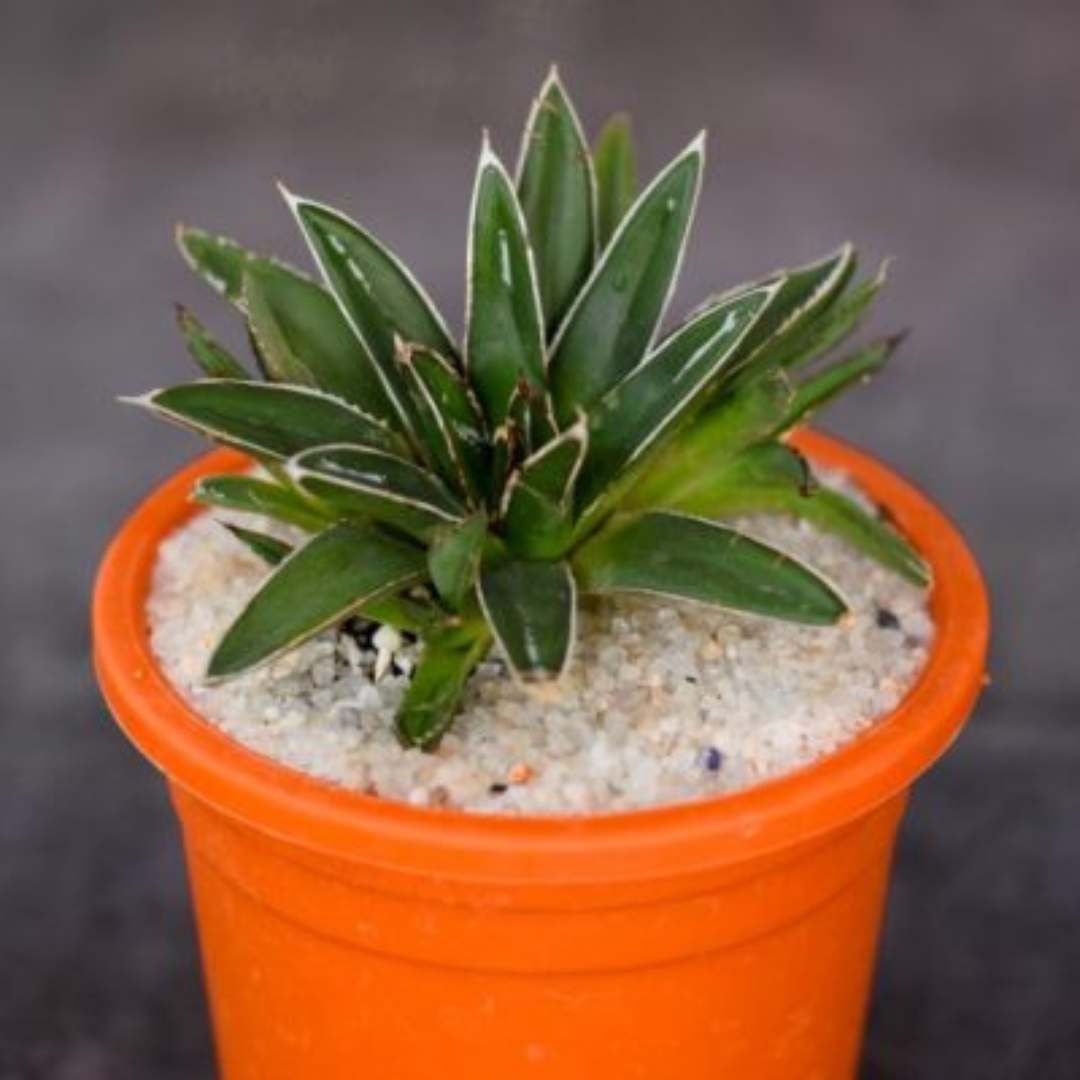 queen victoria agave plant-orbit