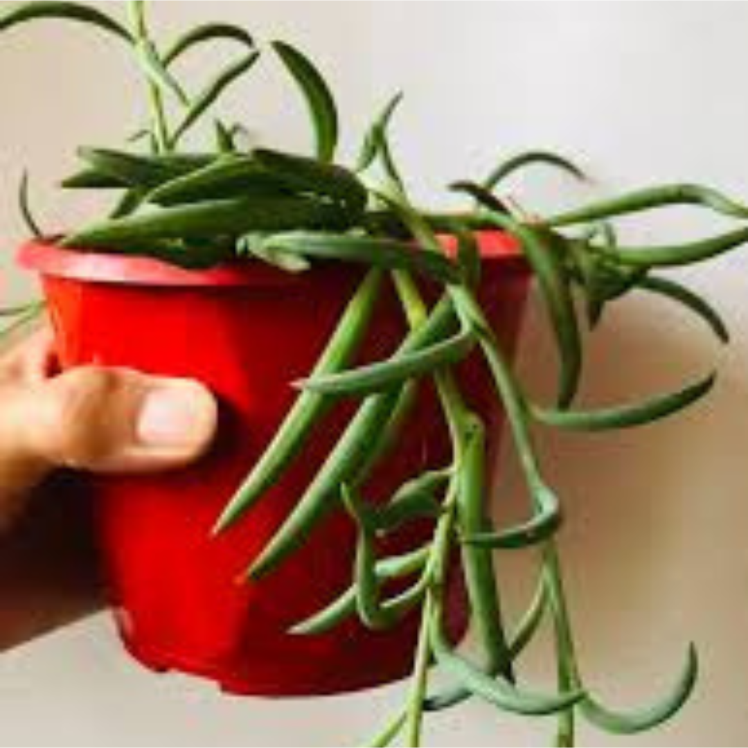 STRING OF BANANA plant-orbit