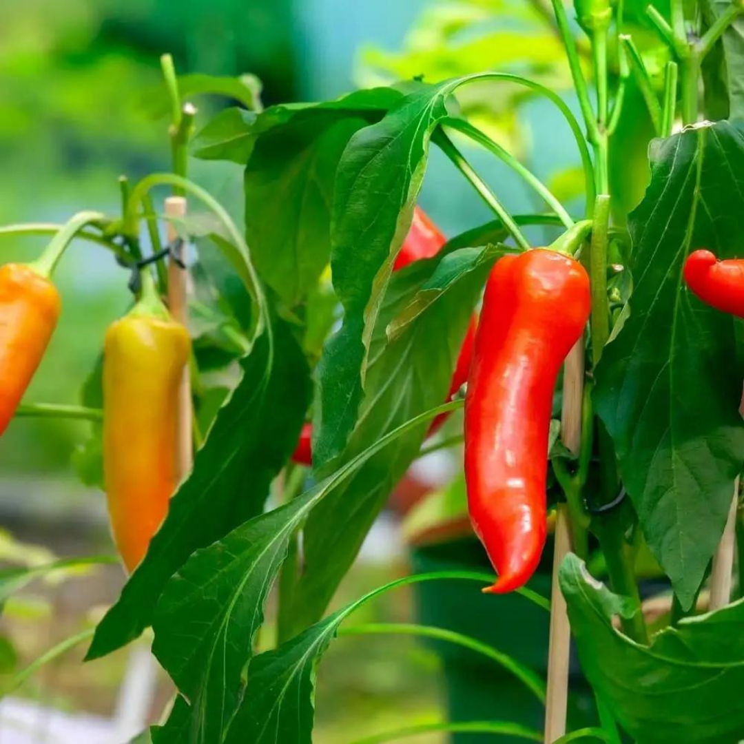 PAPPER SWEET MIX HYBRID SEEDS (20 seeds) plant-orbit