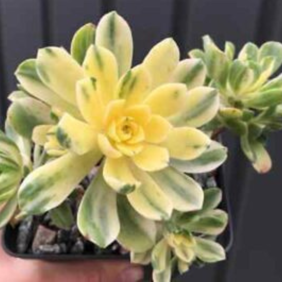 VARIEGATED AEONIUM plant-orbit