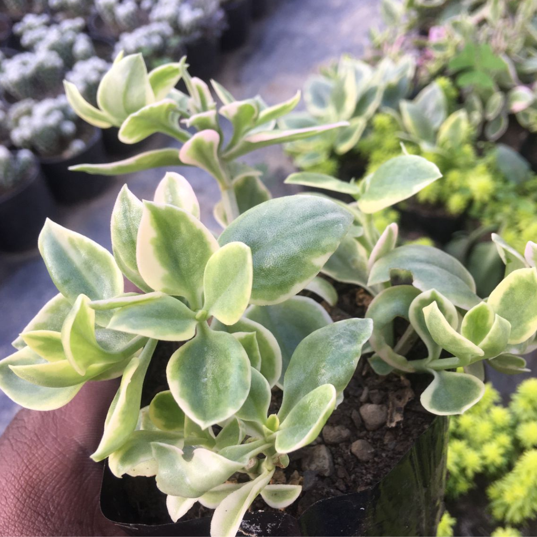 Variegated Baby Sunrose (Bare Rooted)