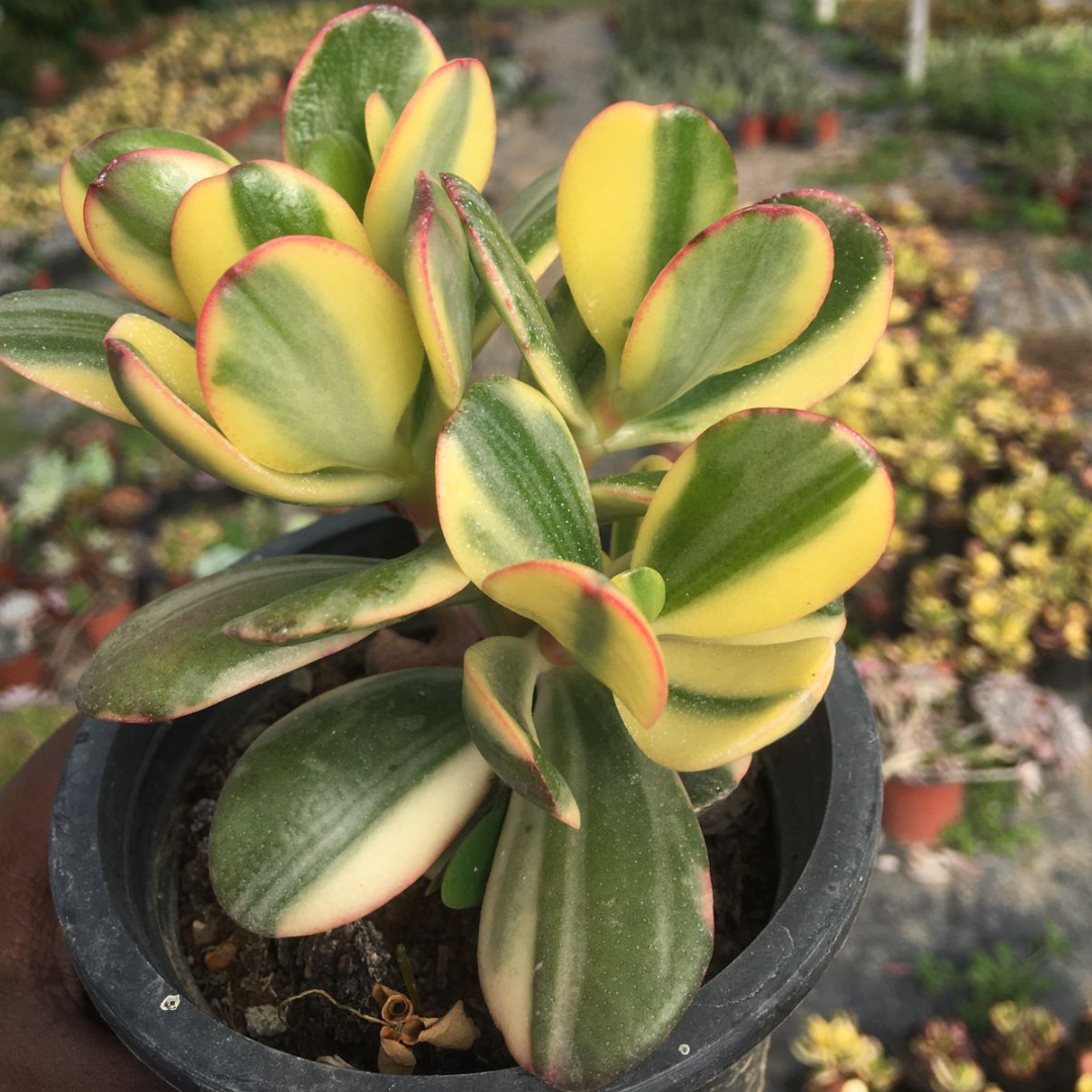 VARIEGATED JADE PLANT (BARE ROOTED)