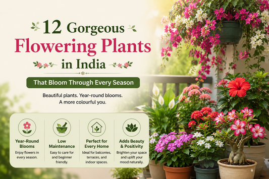 12 Gorgeous Flowering Plants in India That Bloom Through Every Season