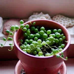 String Of Pearls 
