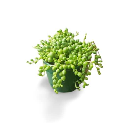 How to care for string of pearls Plant