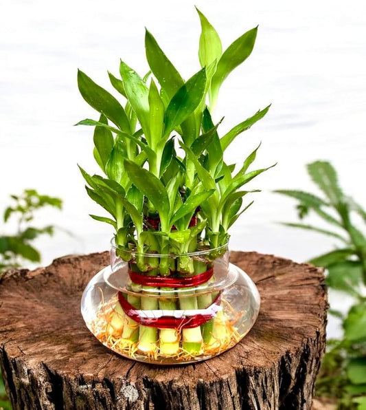 How to Grow and Care for Lucky Bamboo Plant | Meaning, Benefits & Complete Guide (Dracaena Sanderiana)