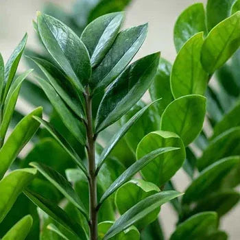 How to care zz plant - Plant Orbit