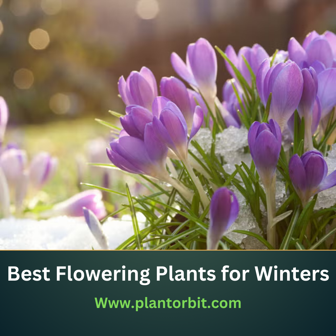 Beautiful winter flowering plants featuring vibrant purple blooms thriving in the cold season, adding charm and life to winter gardens. Ideal for seasonal decor.