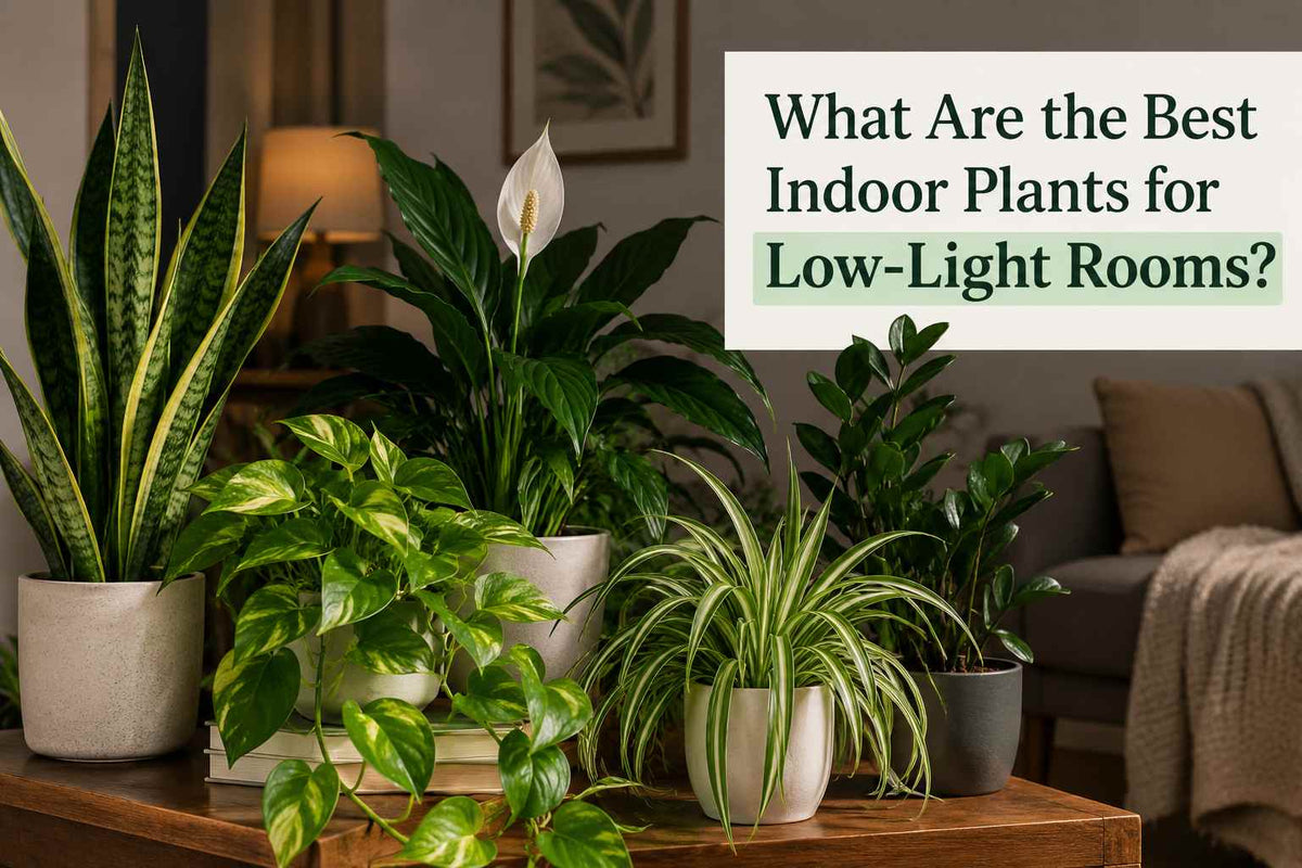 What Are the Best Indoor Plants for Low-Light Rooms?