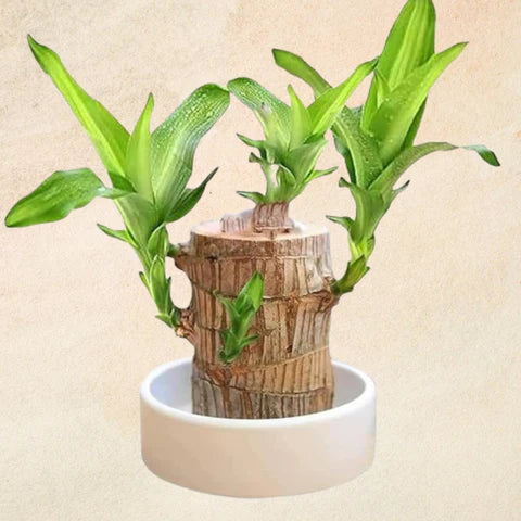 Brazilian wood plant