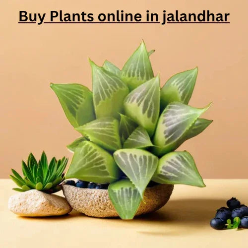 buy plants online in Jalandhar.