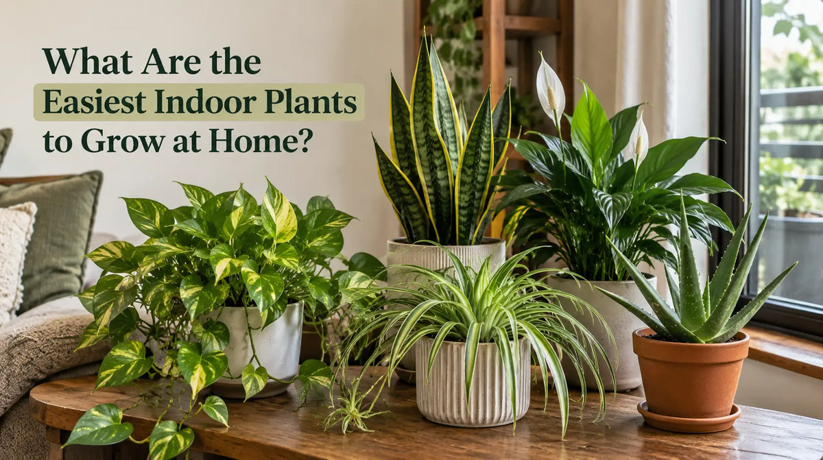 What Are the Easiest Indoor Plants to Grow at Home?