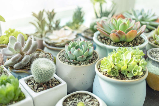 Various types of potted succulents arranged on a table, showcasing their vibrant colors and unique shapes, ideal for learning proper succulent care and watering techniques.