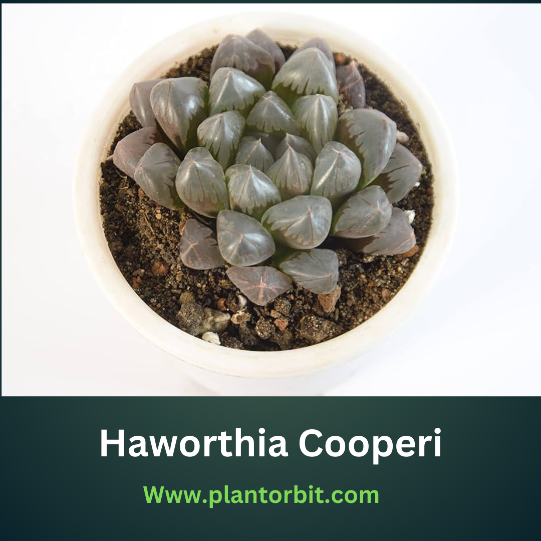 Haworthia Cooperi succulent with translucent, rosette-shaped leaves in a white pot, showcasing its low-maintenance beauty and ideal care for indoor gardens.