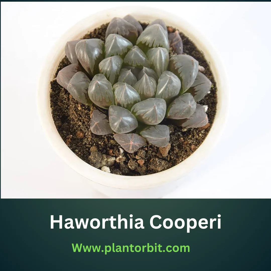 Haworthia Cooperi succulent with translucent, rosette-shaped leaves in a white pot, showcasing its low-maintenance beauty and ideal care for indoor gardens.