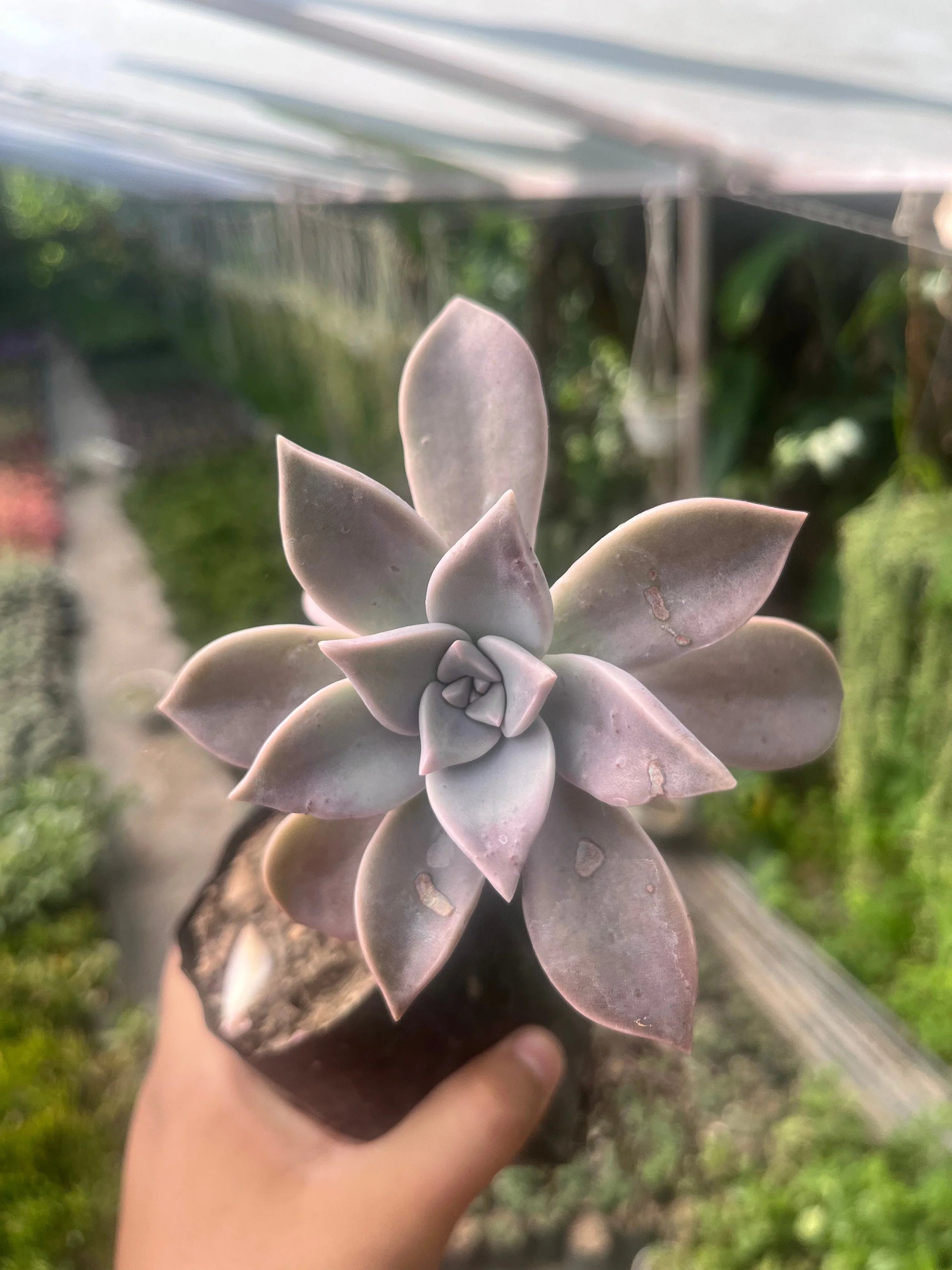 How to Handle Common Pests and Problems with Succulents