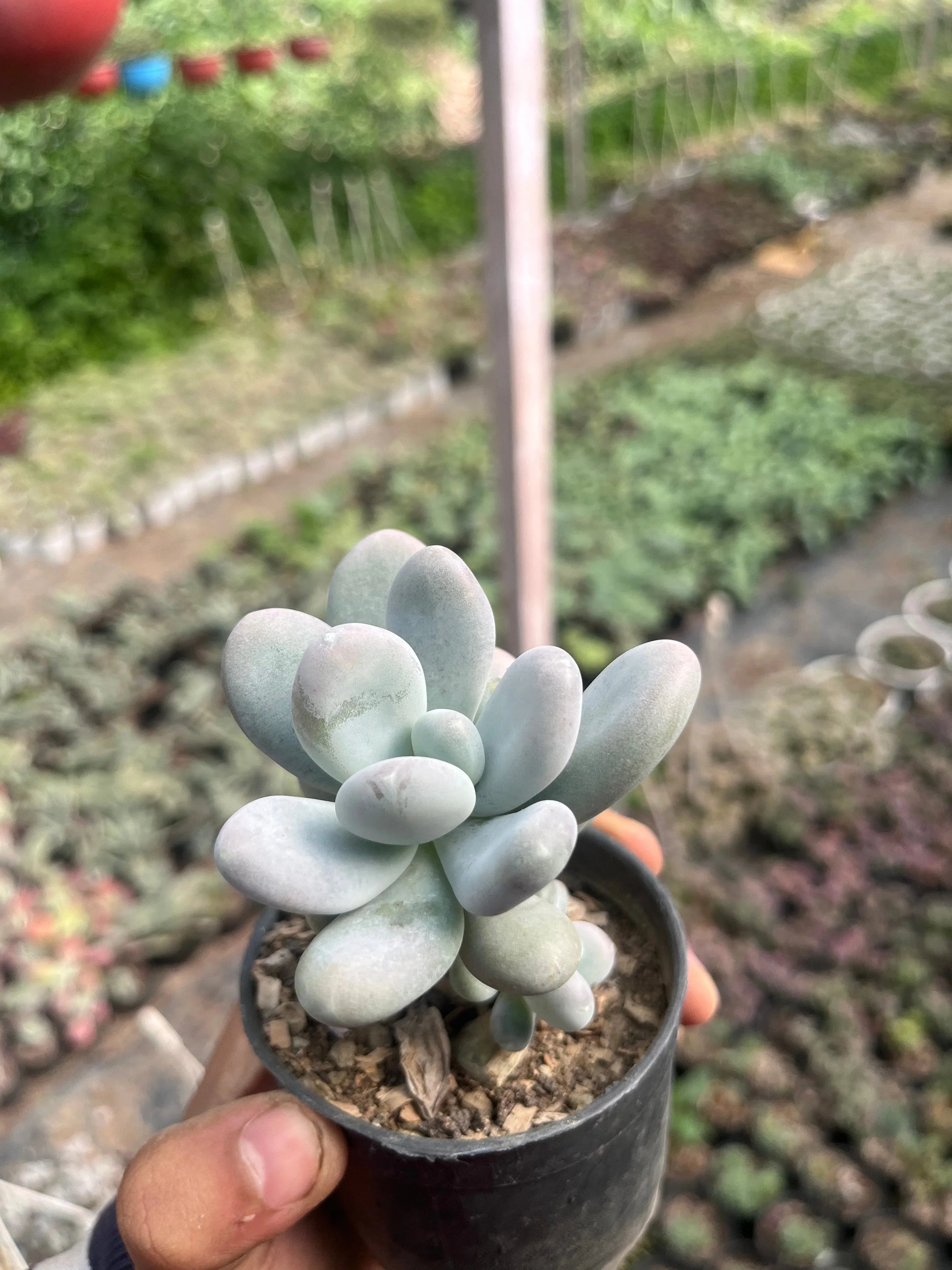 Safe Succulent Picks for Pet-Friendly Homes