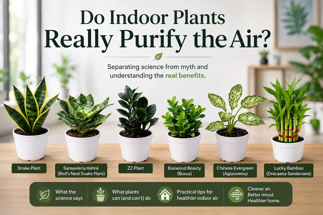Do Indoor Plants Really Purify Air? What Science Says