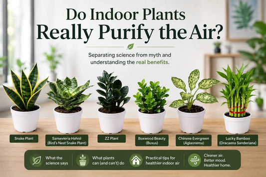 Do Indoor Plants Really Purify Air? What Science Says