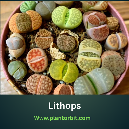 Colorful Lithops, also known as living stone plants, displayed in a pot. These unique succulents are admired for their stone-like appearance and easy care, perfect for enhancing plant collections.