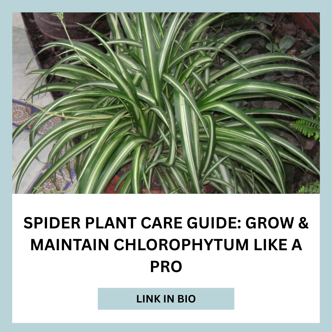 Spider Plant Care Guide: Grow &amp; Maintain Chlorophytum Like a Pro