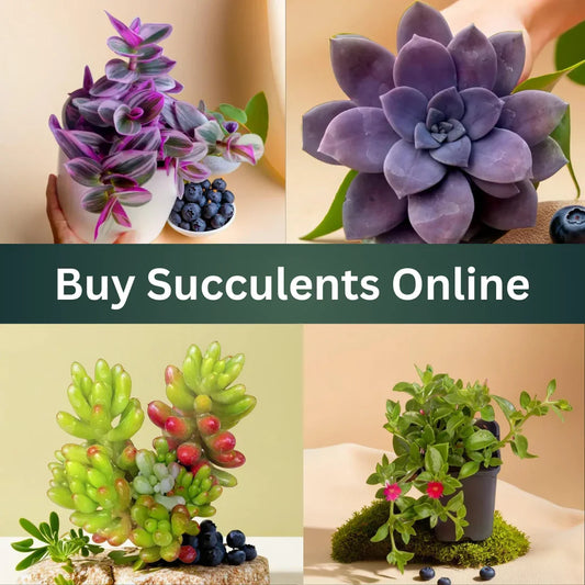 Buy Succulents Online