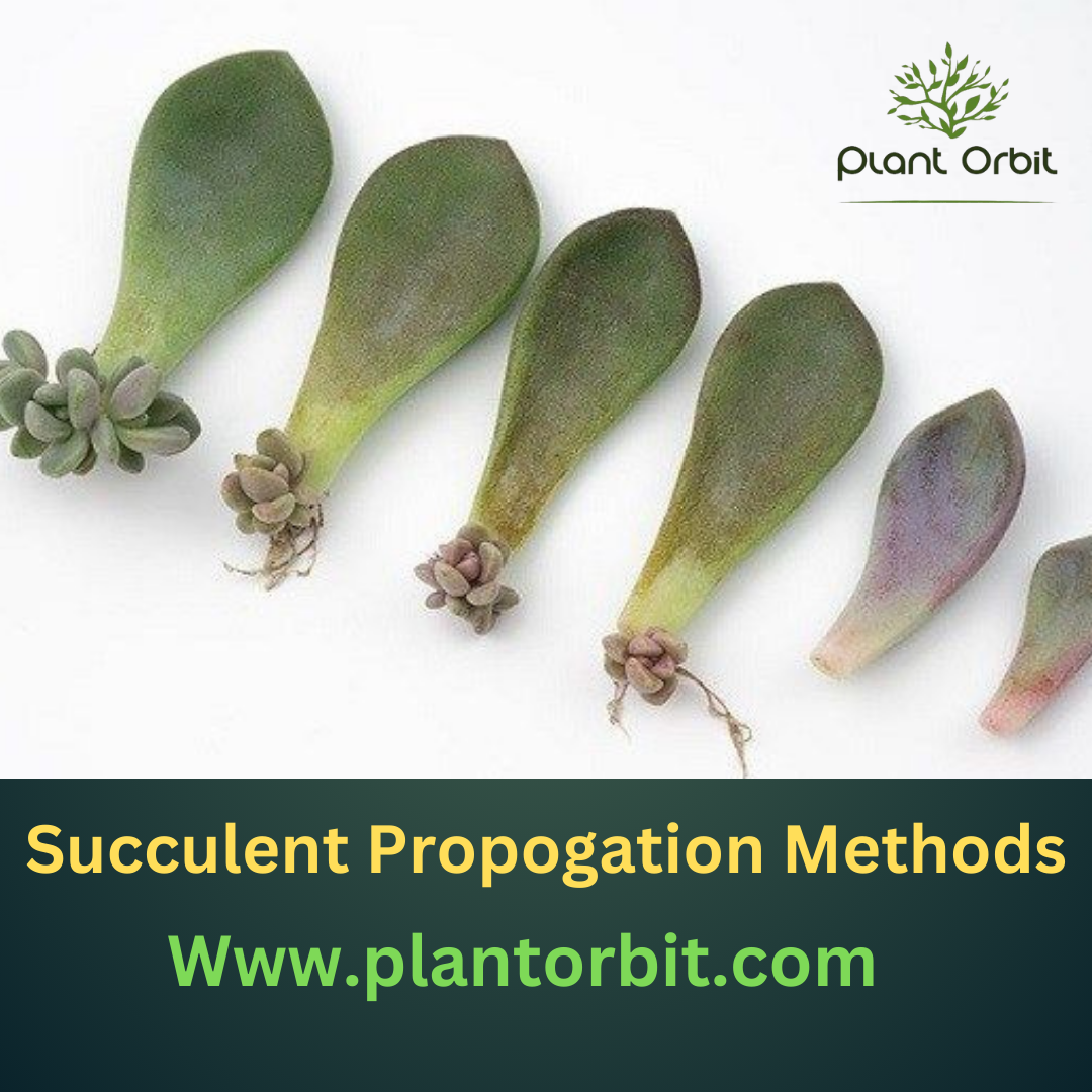  Propagation of Succulents