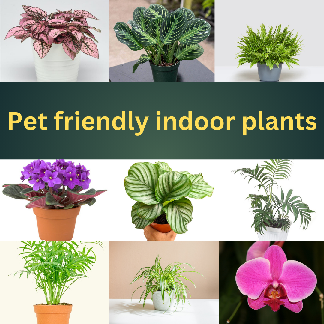 Pet-Safe Indoor Plants