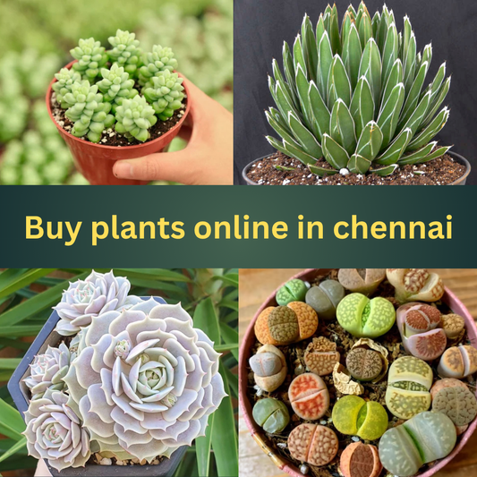 Buy Plants Online in Chennai from Plant Orbit – Greening the City, One Plant at a Time