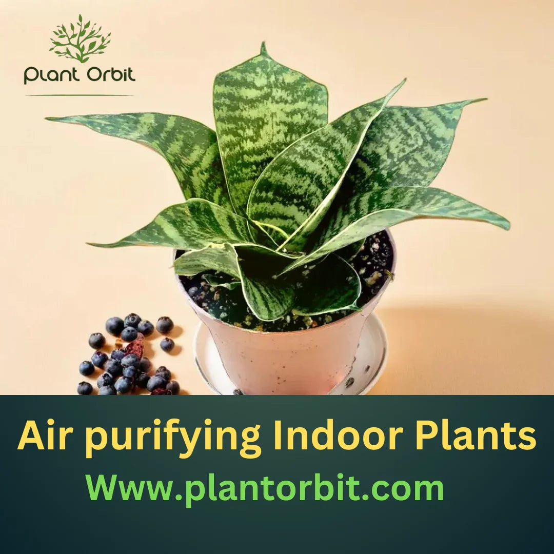 Air-Purifying Indoor Plants