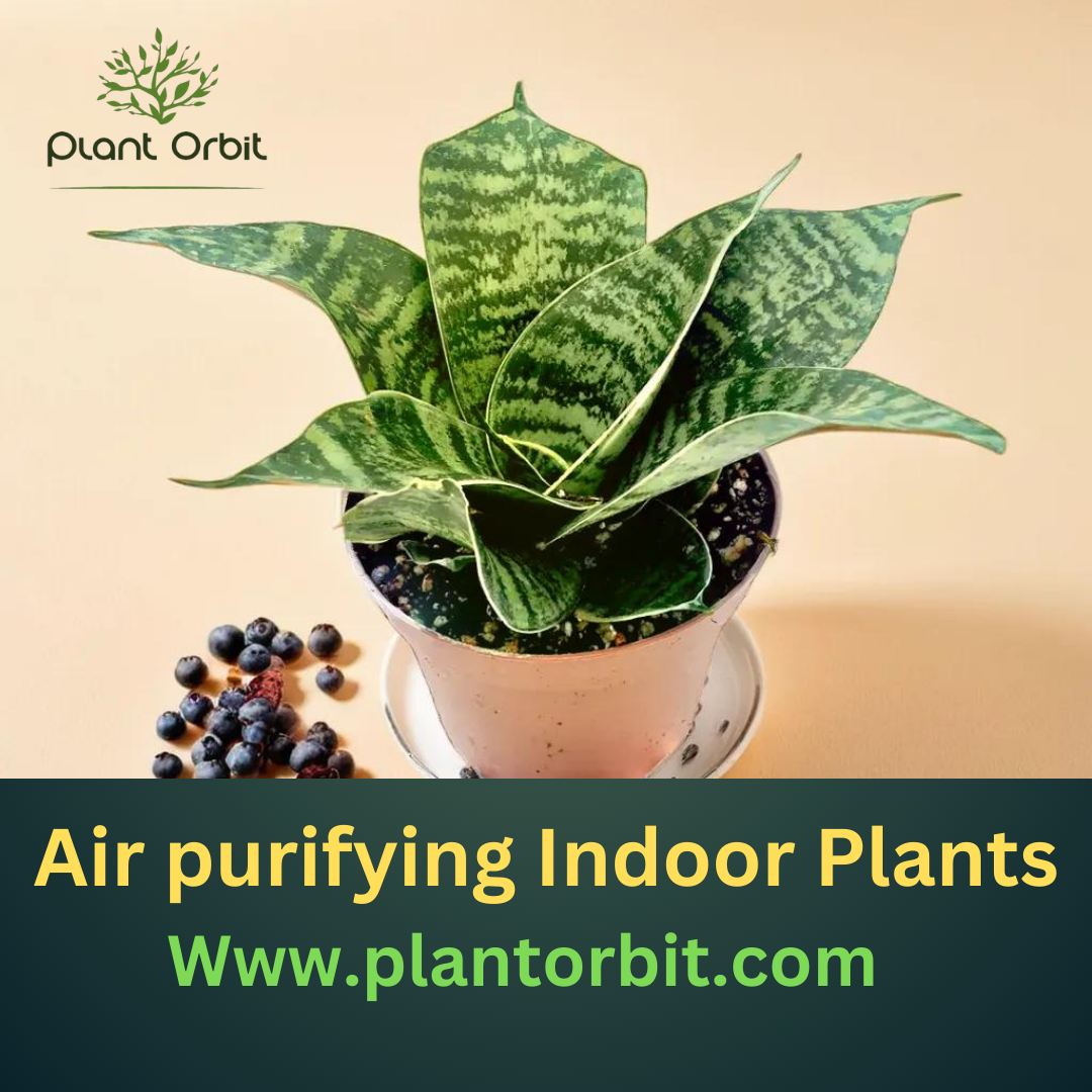 Air-Purifying Indoor Plants