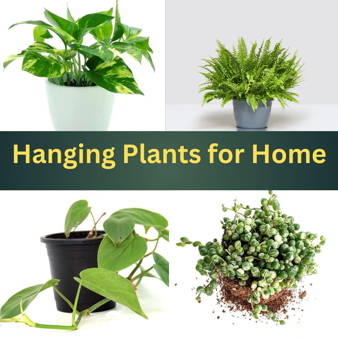Hanging Plants for Home