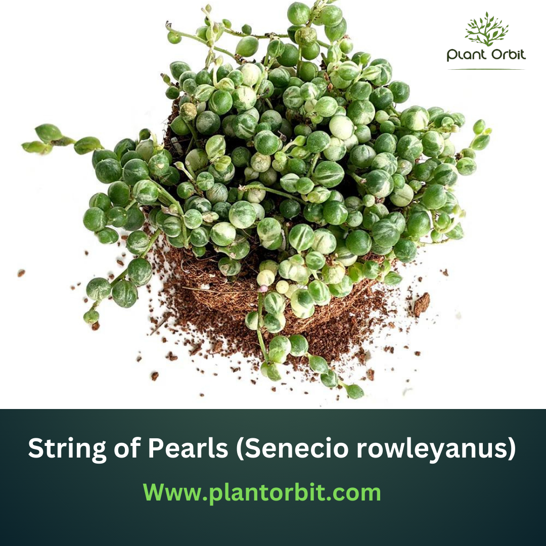  String of Pearls Succulent Care