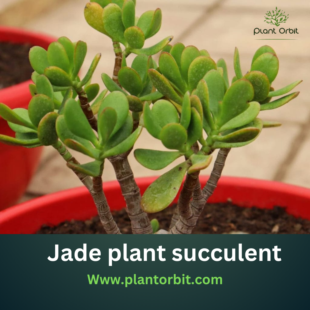 Vibrant green jade plant succulent in a red pot by Plant Orbit, symbolizing good luck and prosperity. Ideal indoor plant known for easy care and air-purifying qualities.