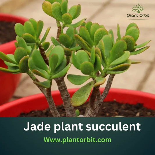 Vibrant green jade plant succulent in a red pot by Plant Orbit, symbolizing good luck and prosperity. Ideal indoor plant known for easy care and air-purifying qualities.